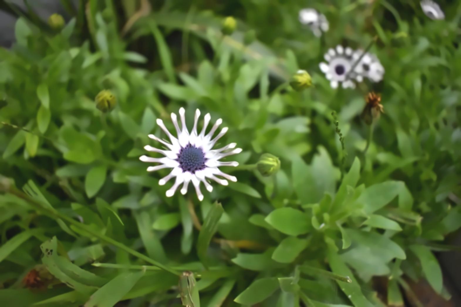 山岳生態学のフィールド環境
